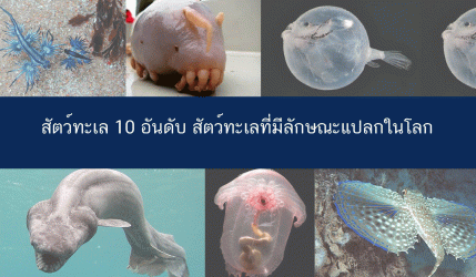 สัตว์ทะเล 10 อันดับ สัตว์ทะเลที่มีลักษณะแปลกในโลก